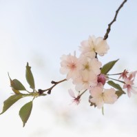 Blossoms on Branch